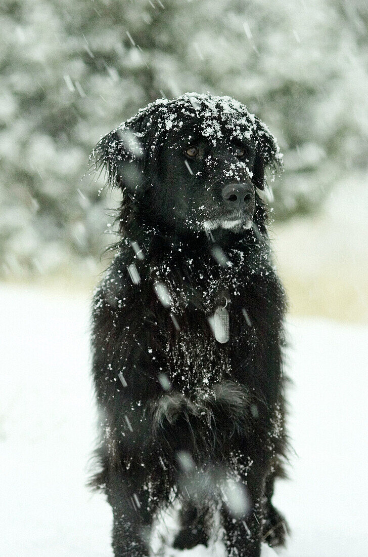 Black dog in snow storm