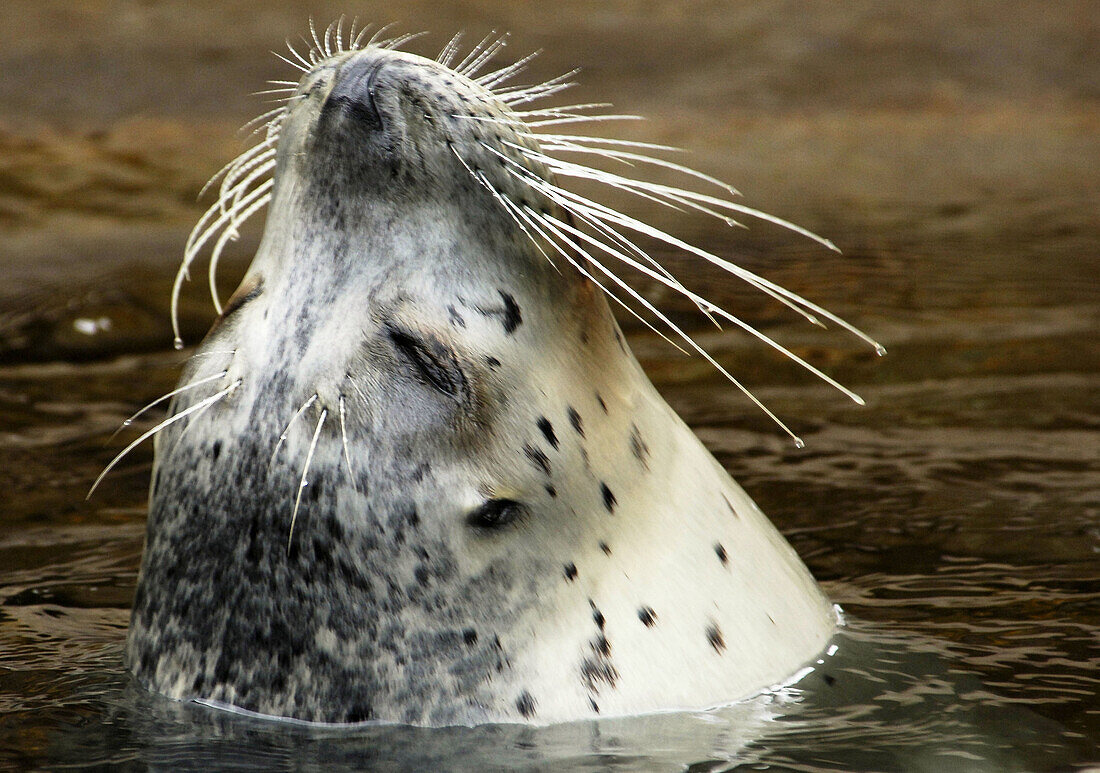 Harbor seal  (Phoca vitulina)