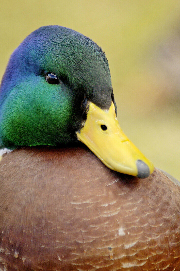 Mallard (Anas platyrhynchos), male