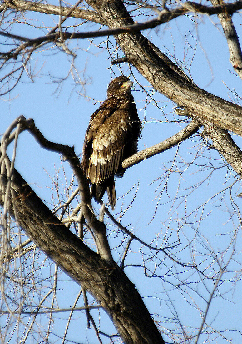 Young Golden Eagle (Aquila chrysaetos)