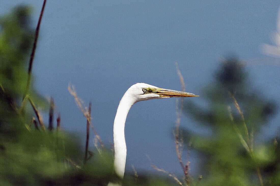 Heron.