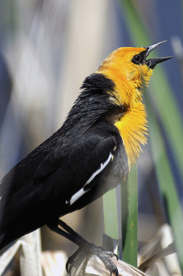 Yellow-headed Blackbird (Xanthocephalus xanthocephalus)