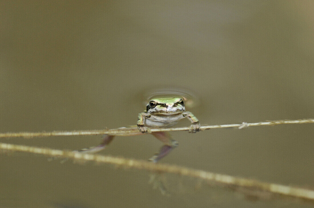 Amphibian, Amphibians, Amphibious, Animal, Animals, Branch, Branches, Color, Colour, Curiosity, Curious, Daytime, Detail, Details, Exterior, Eye, Eyes, Fauna, Frog, Frogs, Green, Lean out, Leaning out, Look, Looking, Nature, One, One animal, Outdoor, Outd