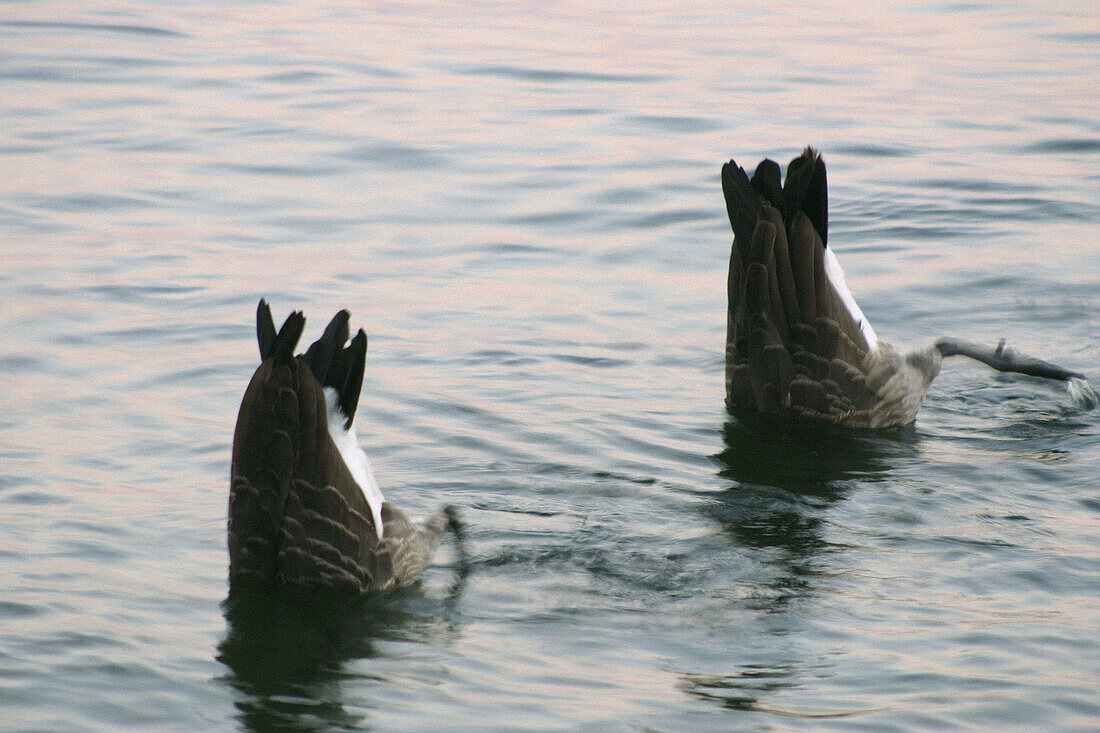 Canadian goose. Ontario, Canada