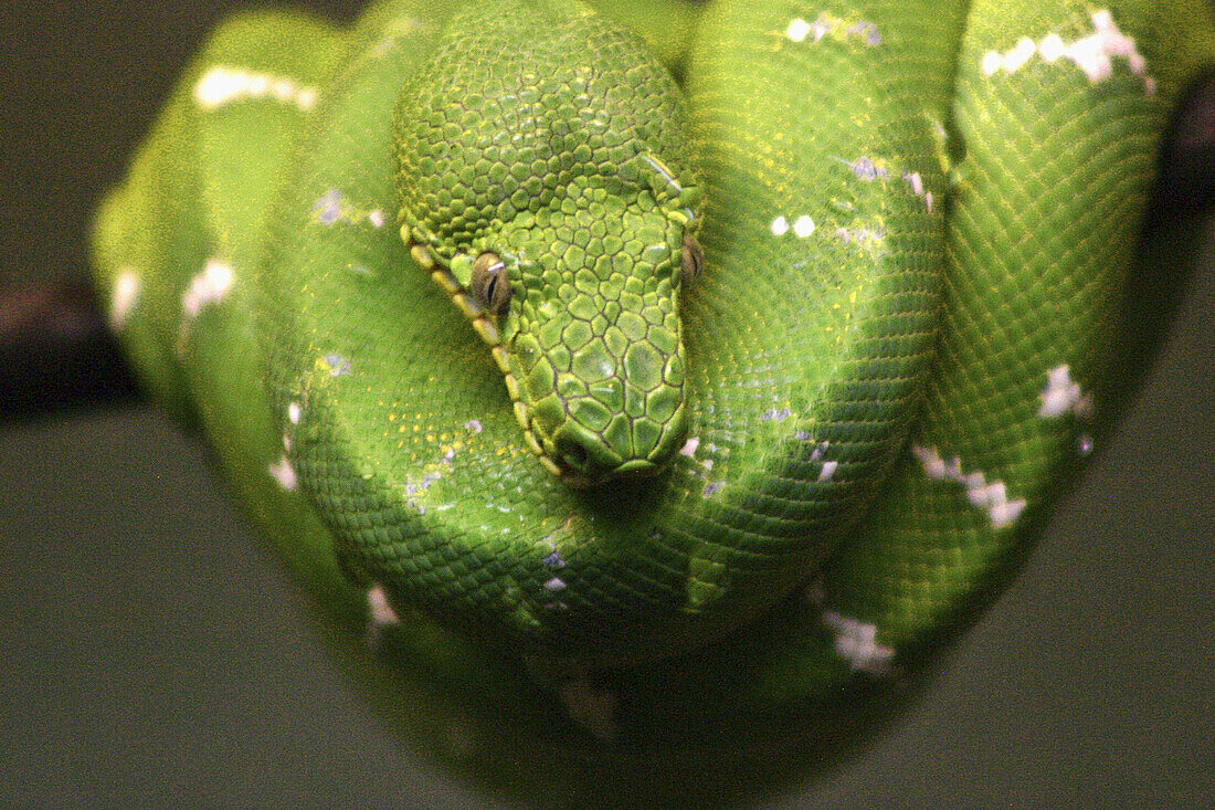 Snake. Toronto zoo, Canada