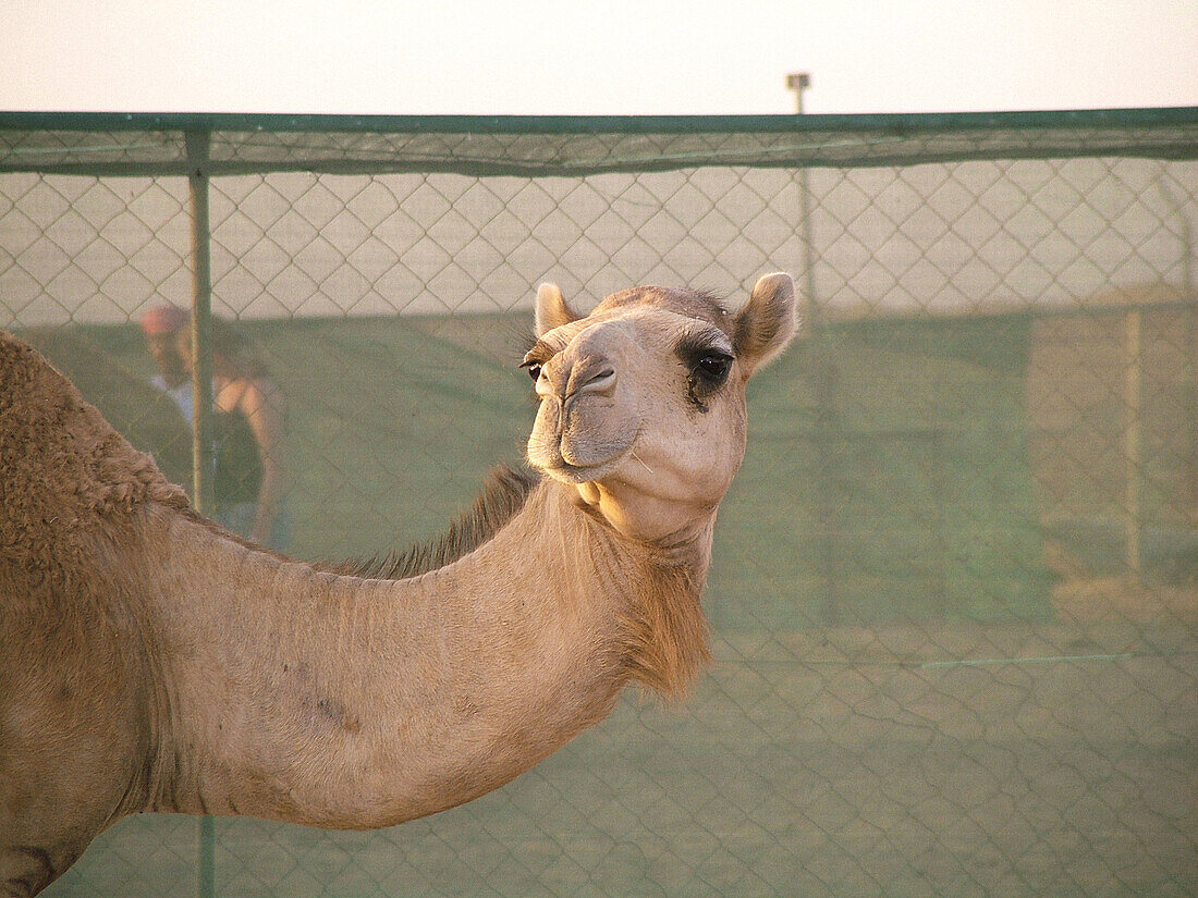 Camel. UAE (United Arab Emirates