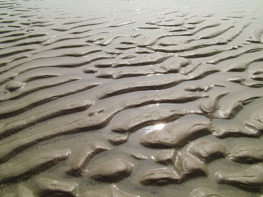 Sunshine in the sand. Portmarnock, Co. Dublin, Ireland