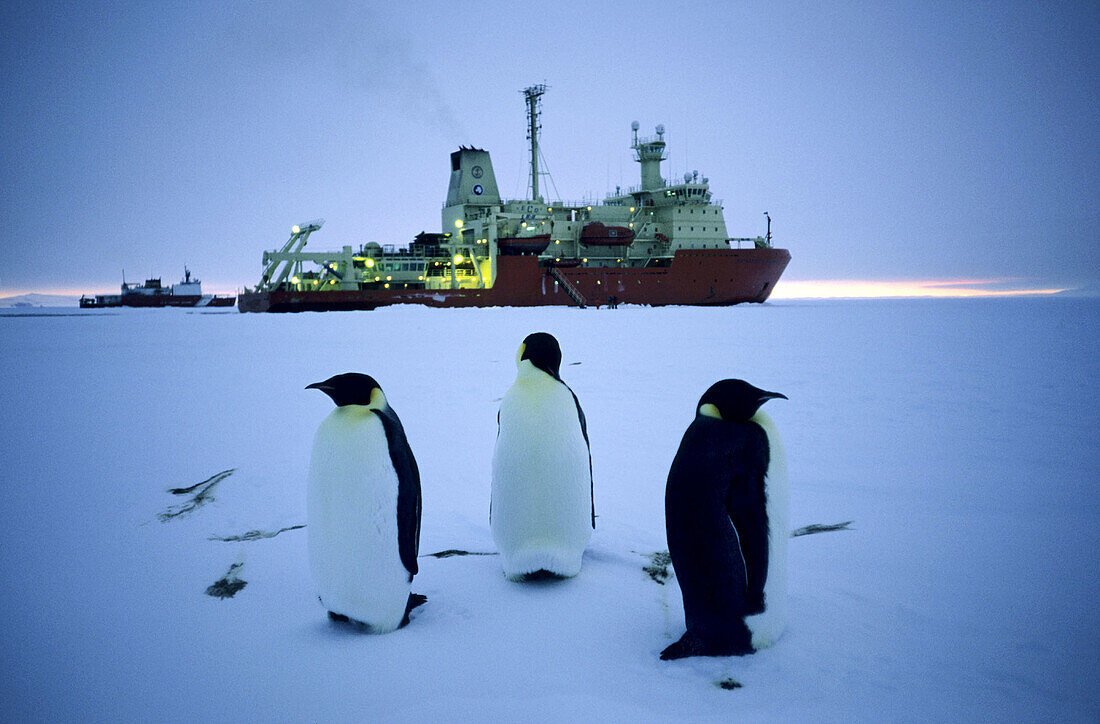 Nathaniel B. Palmer icebreaker in fast ice in McMurdo Sound with Emperor Penguins (Aptenodytes forsteri), Antarctica