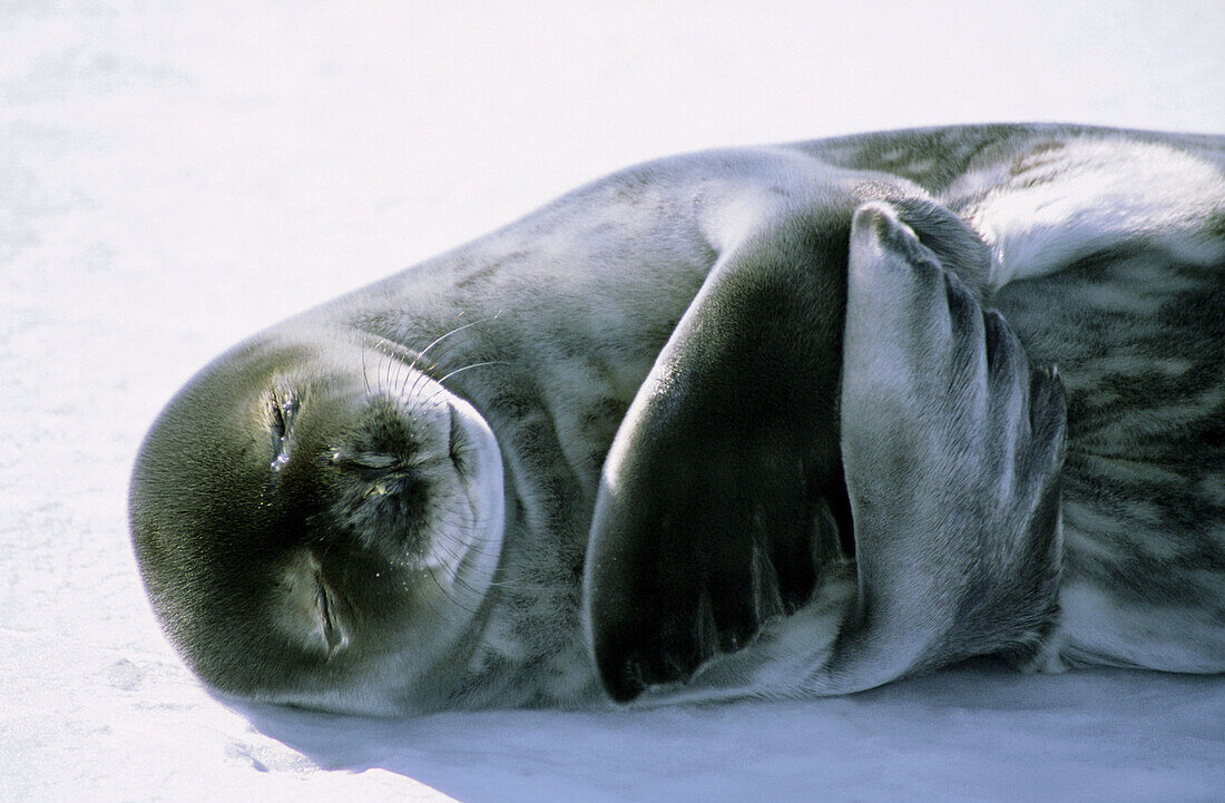 Weddell seal (Leptonychotes weddelli) on ice, Antarctica