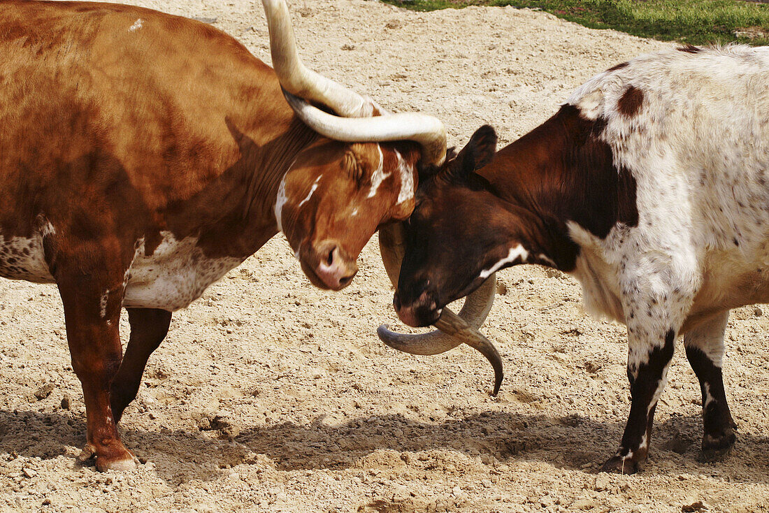 Longhorn cattle locking horns in a test of wills at the Fort Worth Stockyards, Texas, USA