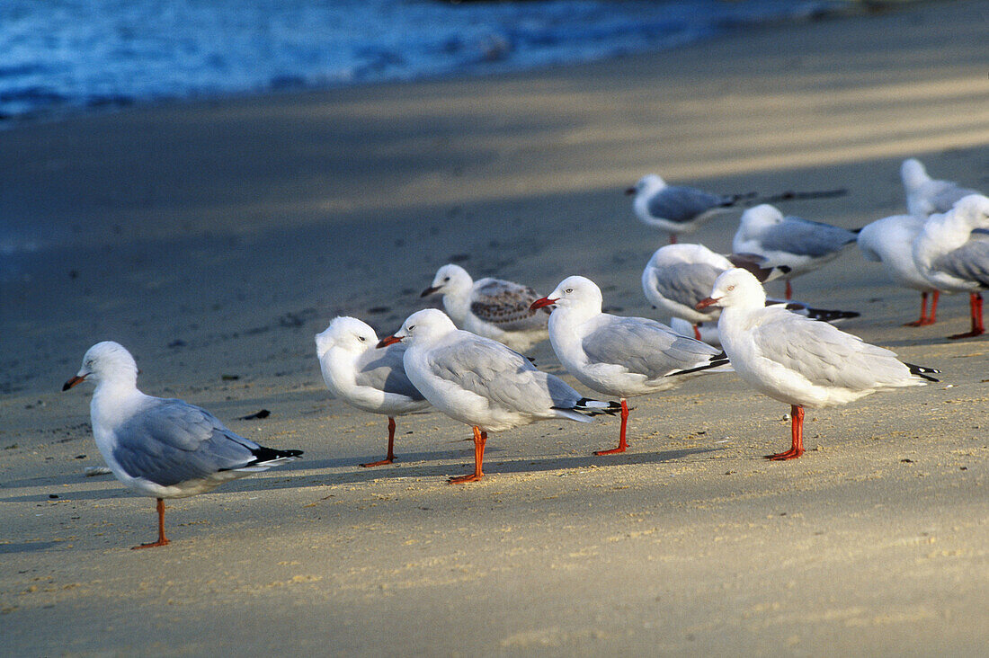 Row of seagulls standing and preening themselves on the beach with long shadows in late afternoon in Ulladulla, New South Wales, Australia