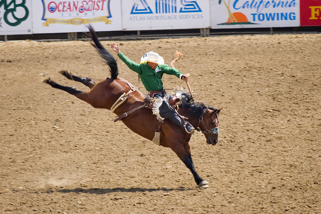 Cowboy riding bucking horse in a rodeo arena as the horse kicks out its rear legs. California Salinas Rodeo in Salinas, California.