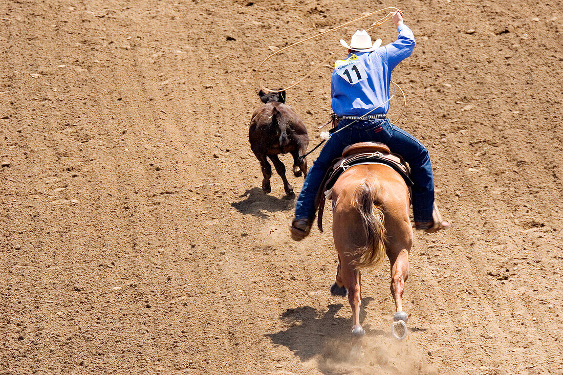 Cowboy swinging his lasso as he chases down a calf in the steer roping competition at the California Salinas Rodeo in Salinas, California.