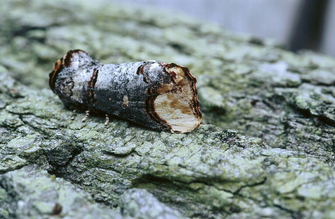 Buff-tip Moth (Phalera bucephala) close-up on bark. Buckinghamshire, England, UK