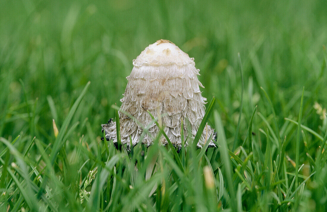 Shaggy Ink Cap (Coprinus comatus) fungus in grass. Buckinghamshire, England, UK
