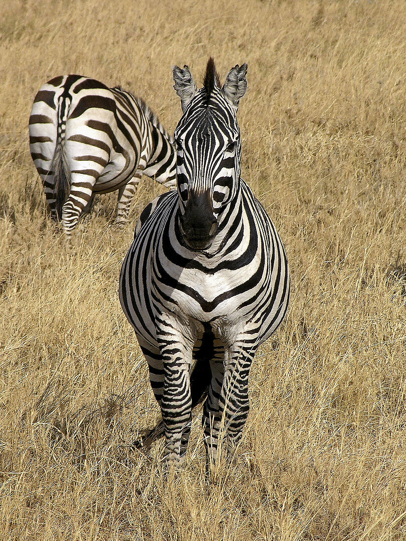 Zebras (Equus sp.). Serengeti National Park, Tanzania
