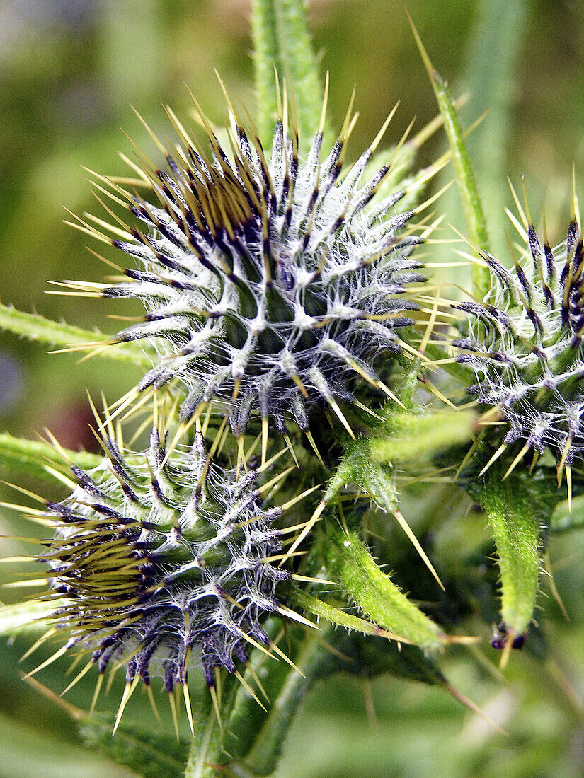 Thistle flowers