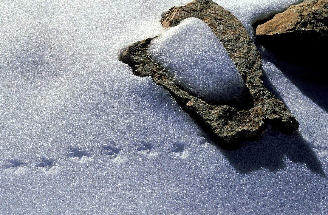 Birds traces on snow. Sierra Mágina, Jaén province. Spain