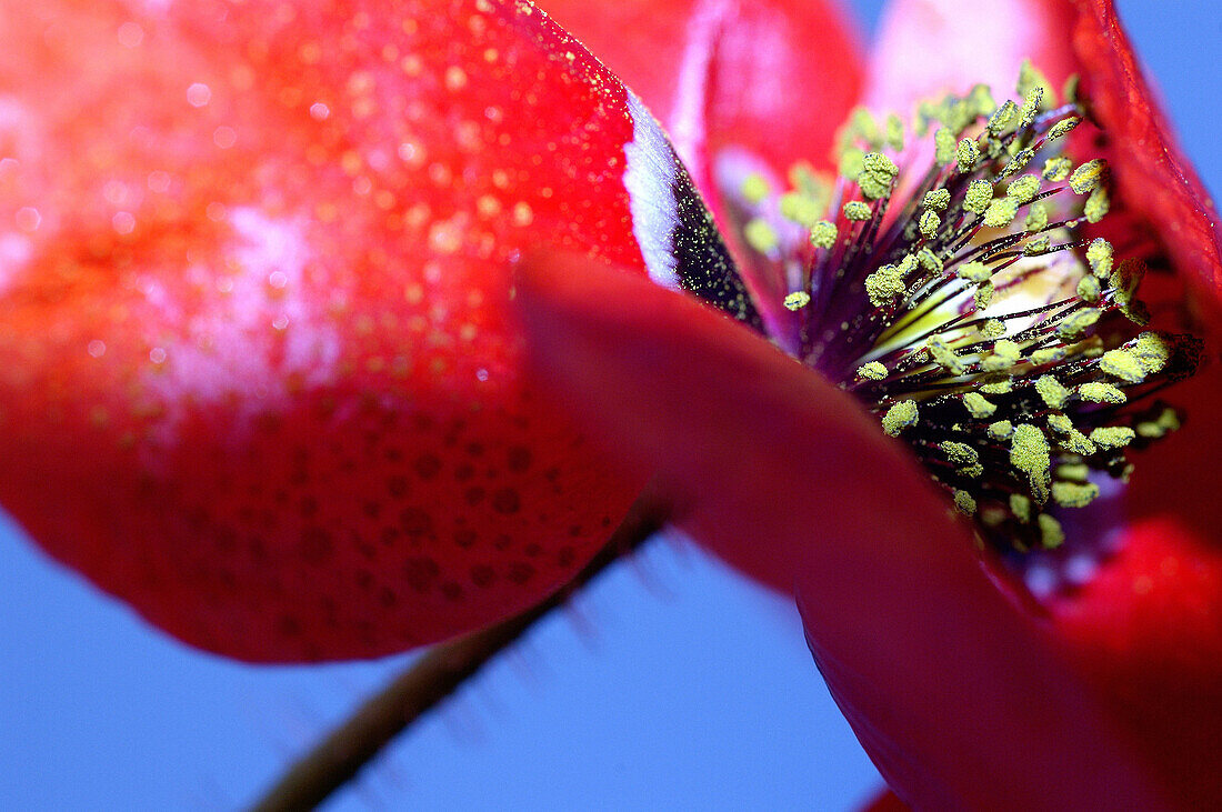 Papaver rhoeas. Cañones del Ebro. Burgos. Spain.