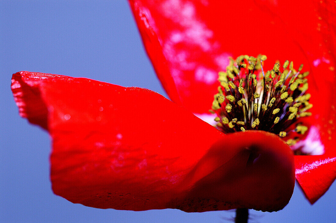 Poppy. Cañones del Ebro. Burgos. Spain.