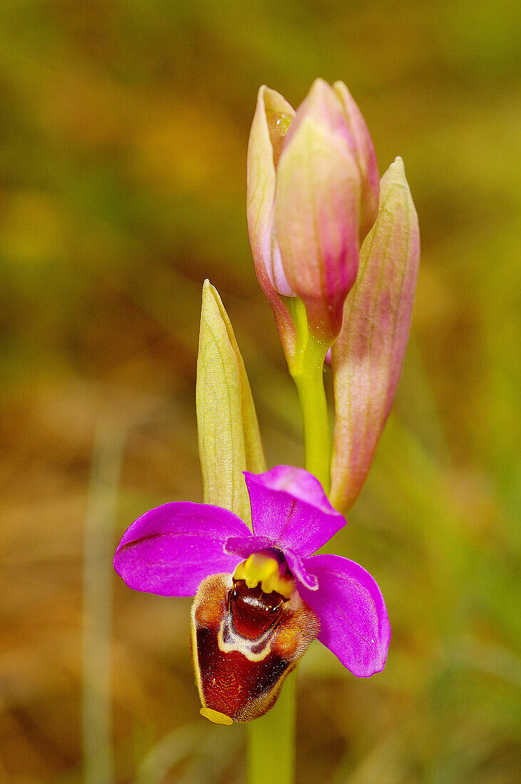 Ophrys tenthredinifera. Cañones del Ebro. Burgos. Spain.