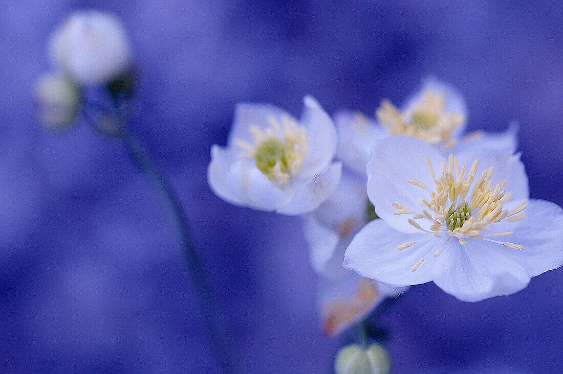 Ranunculus. Cañones del Ebro. Burgos. Spain.