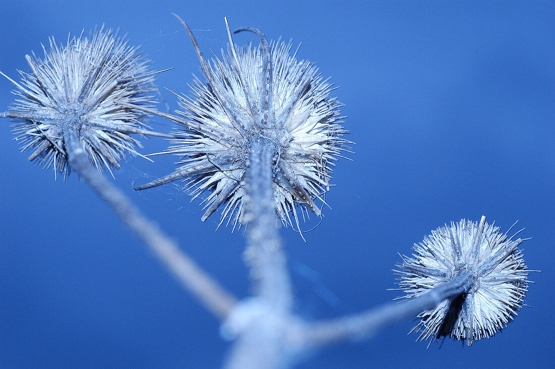 Dipsacus fullonum. Valderredible. Cantabria. Spain.