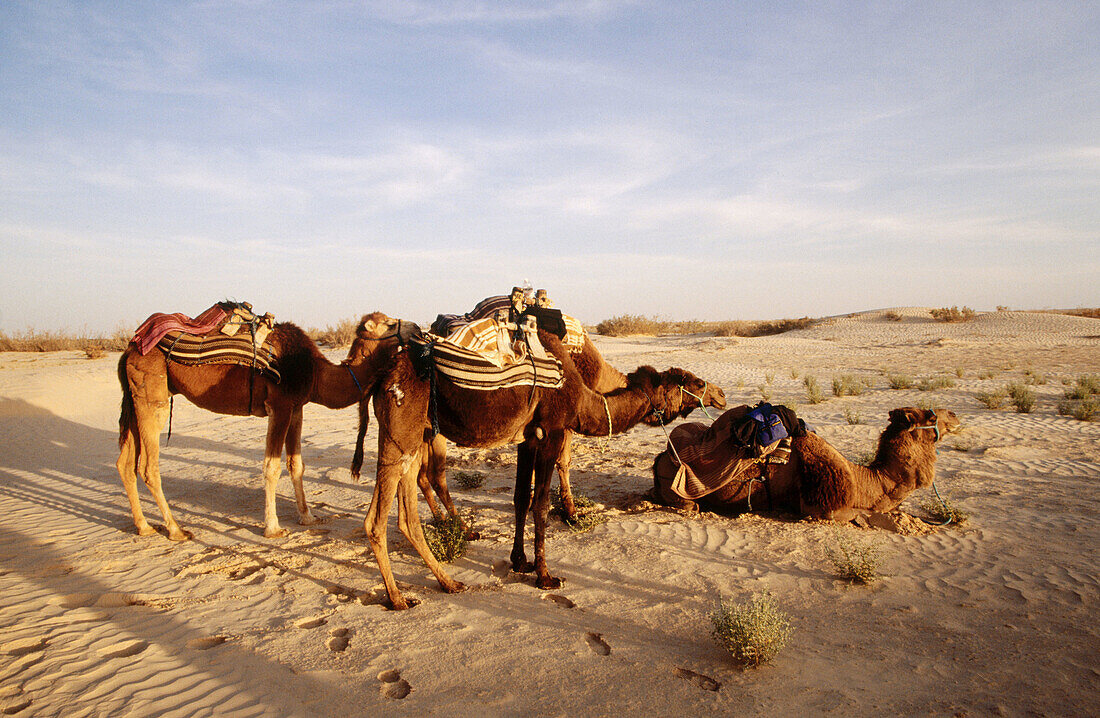 Camels resting near oasis. Zafrane, Tunisia