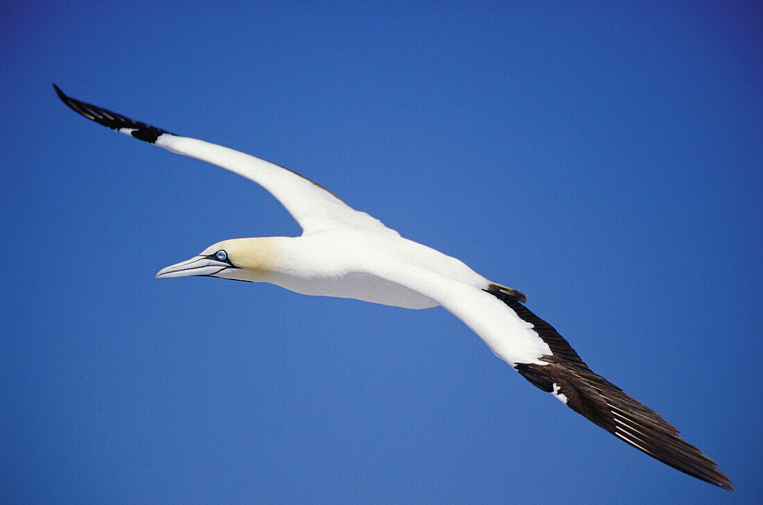 Cape gannet (Sula capensis) in flight. South Africa