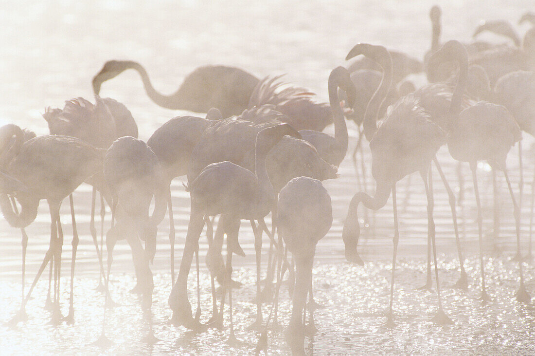 Flamingoes looking for food (Phoenicopterus Sp.) Lake Bogoria. Kenya