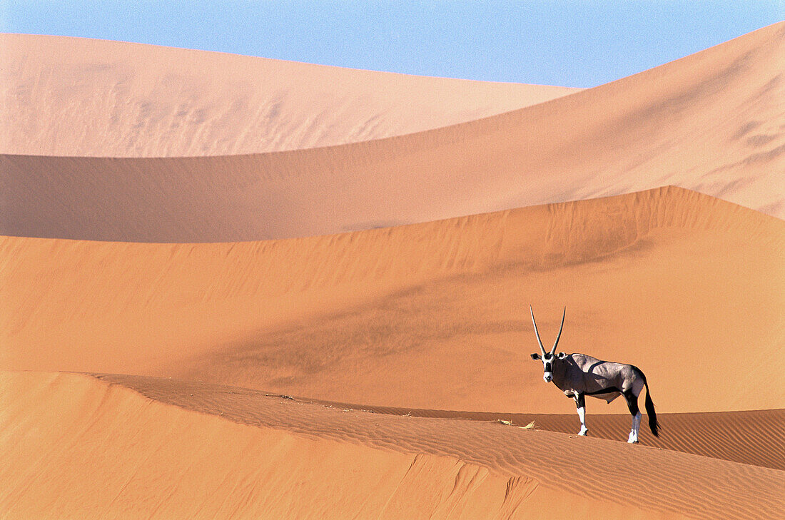 Oryx (Oryx gazella) on the dunes of Namib-Naukluft National Park. Namibia