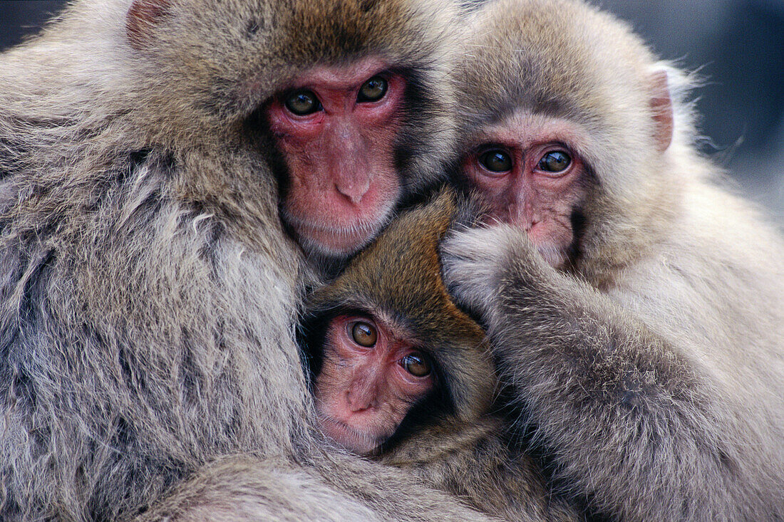 Japanese Macaque family (Macaca fuscata). Jigokudani, Honshu. Japan