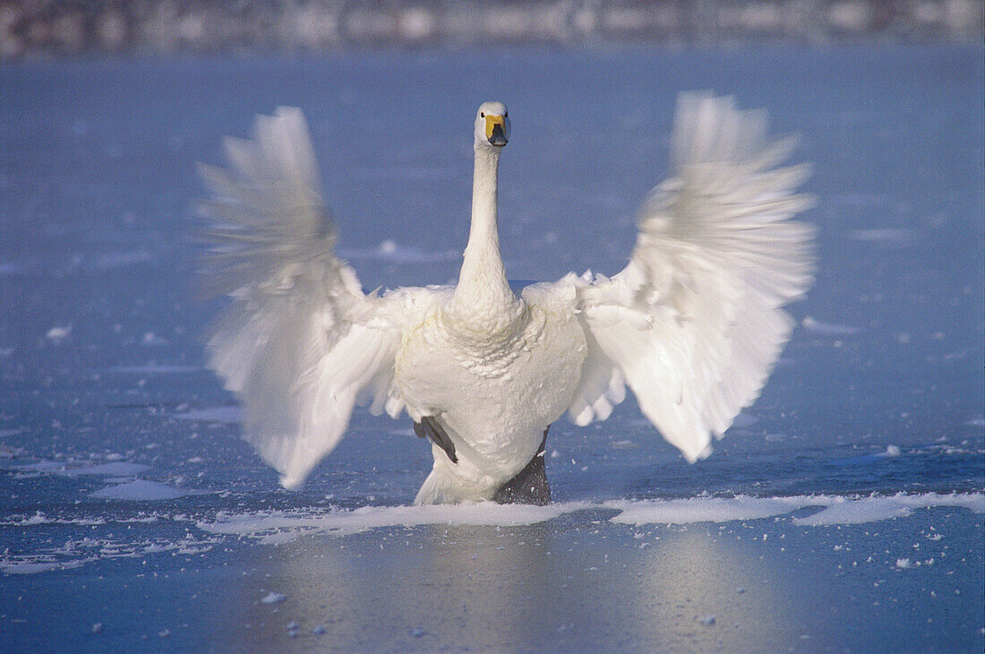 Whooper Swan (Cygnus cygnus). Lake Kuccharo. Hokkaido, Japan