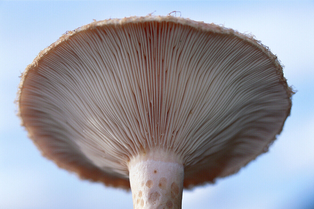 Fungus. Rapadalen. Sarek National Parh. Lappland. Sweden