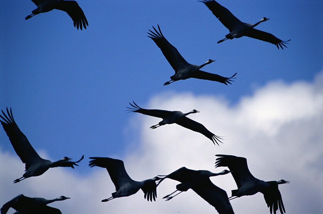 Migrating cranes (Grus Grus). Hornborgasjon. Västergötland. Sweden