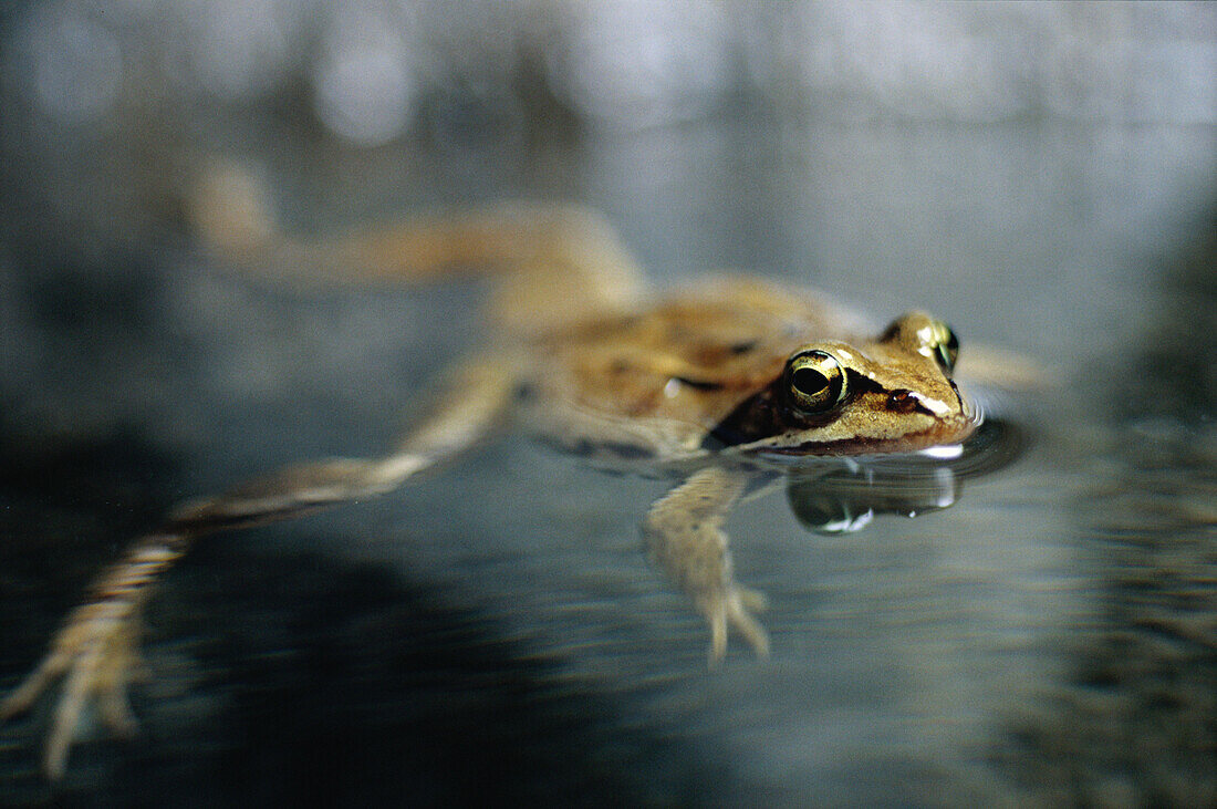 Frog in water (Rana arvalis). Närke. Sweden