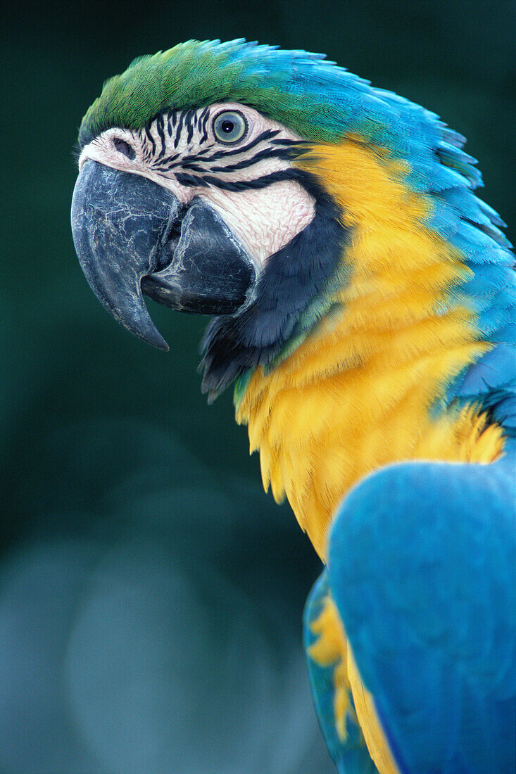 Blue and gold Macaw (Ara ararauna). Brazil