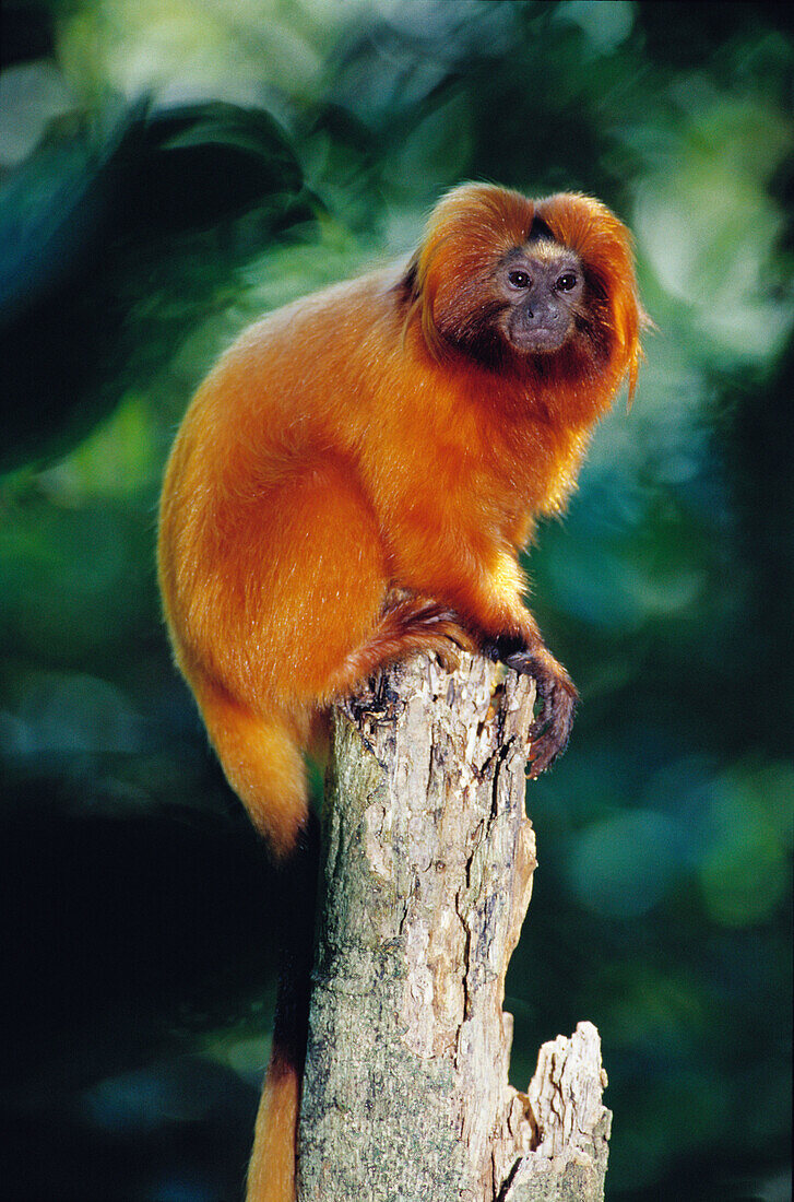 Golden Lion Tamarin (Leontopithecus rosalia). Reserve Poço das Antas. Rio de Janeiro State. Brazil