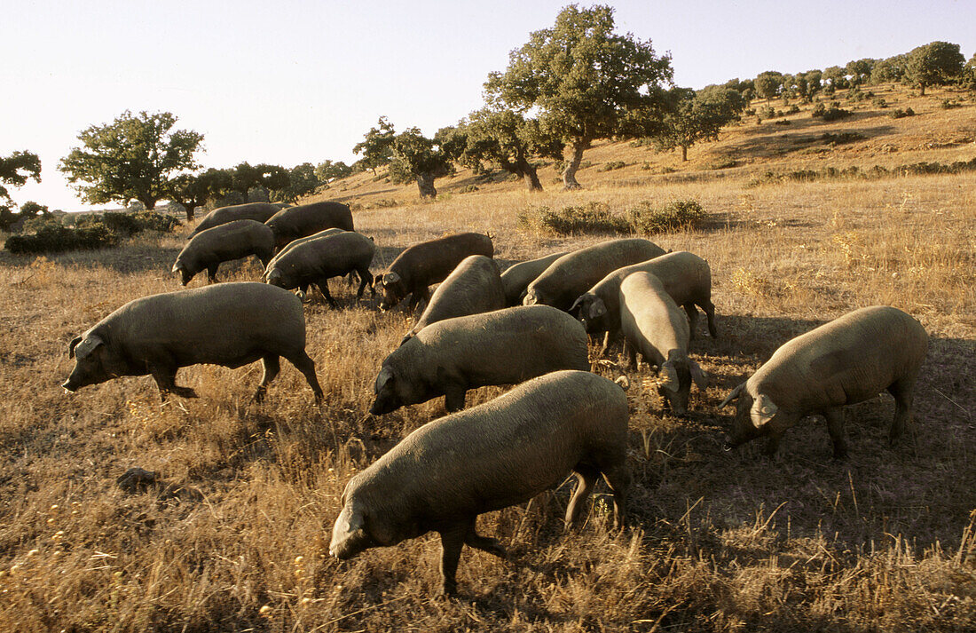 Pigs, pata negra ham. Salamanca province, Spain