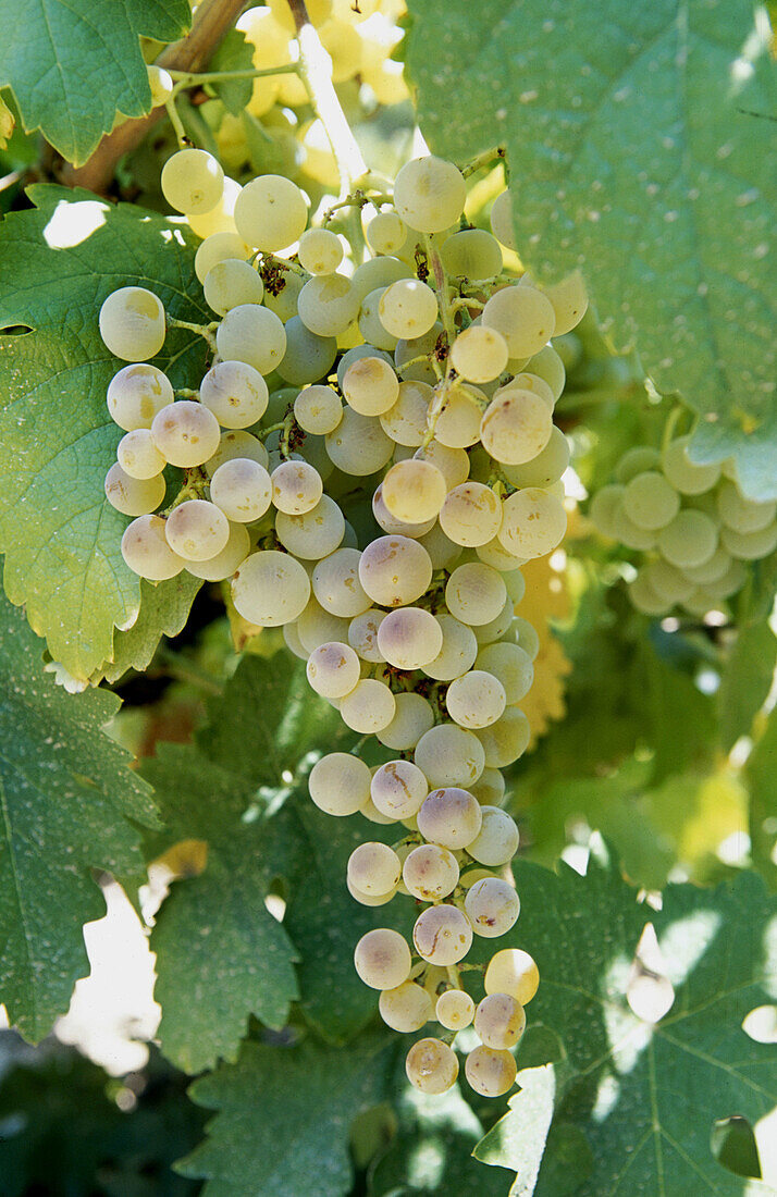 Vineyards. Toledo province, Spain