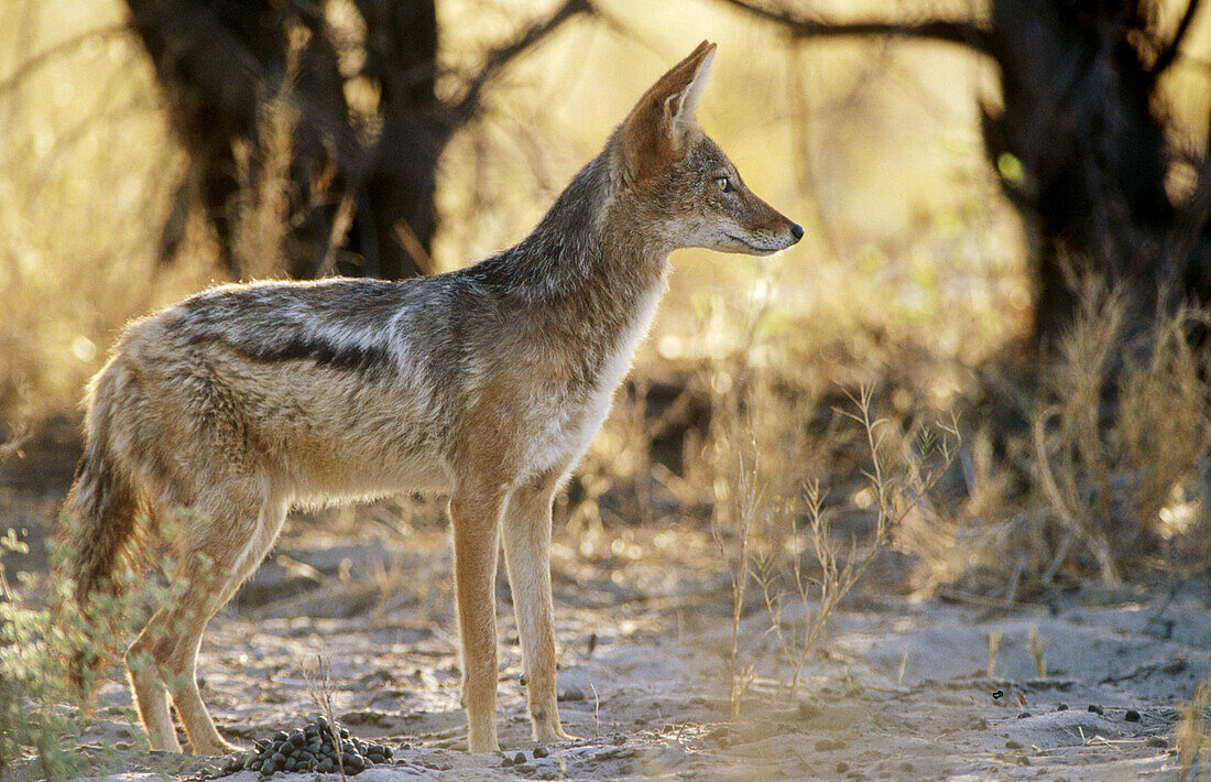 Black-backed Jackal (Canis mesomelas). Etosha National Park, Namibia