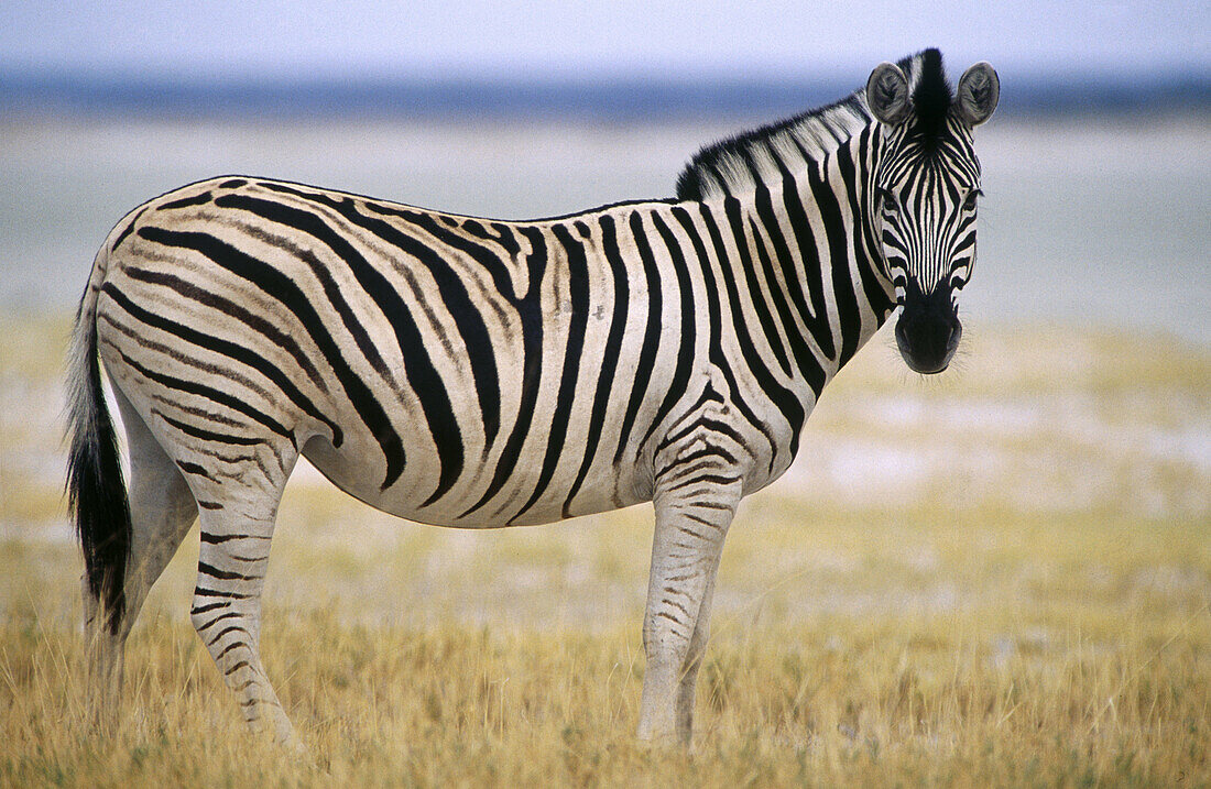 Boehms Zebra (Equus burchelli boehmi). Etosha National Park, Namibia