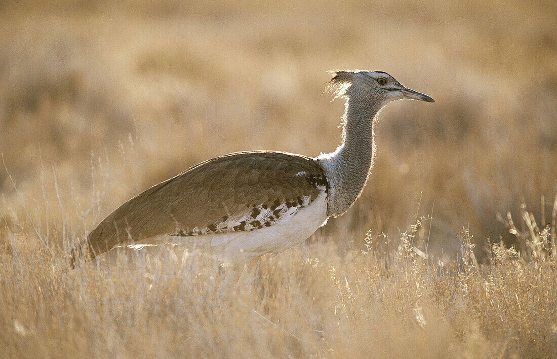 Kori Bustard (Ardeotis kori), Etosha National Park. Namibia