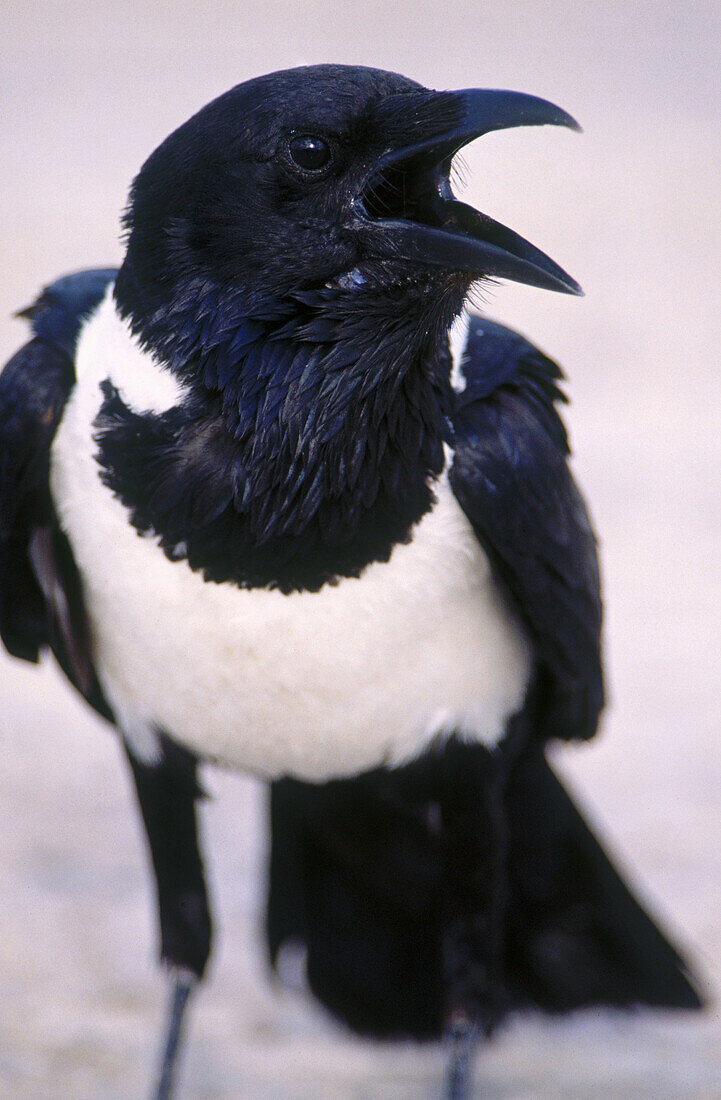 Pied crow (Corvus albus), Etosha National Park. Namibia