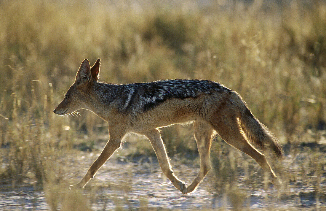 Black-backed Jackal (Canis mesomelas). Etosha National Park, Namibia
