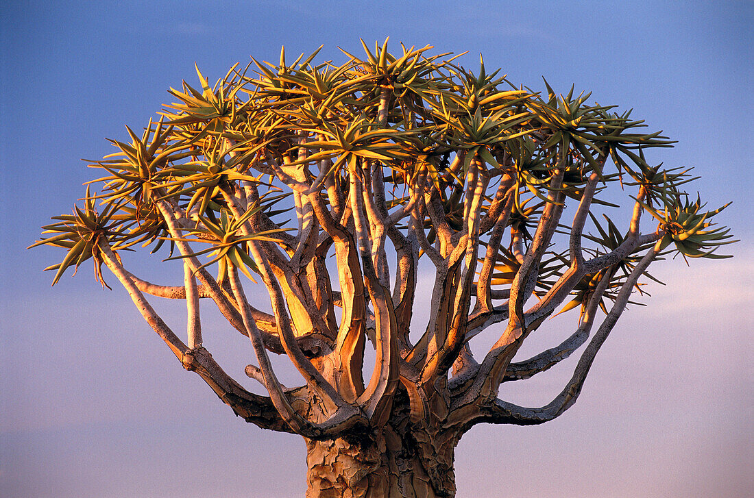 Kokerboom or quiver tree (Aloe dichotoma). Keetmanshoop, Namibia