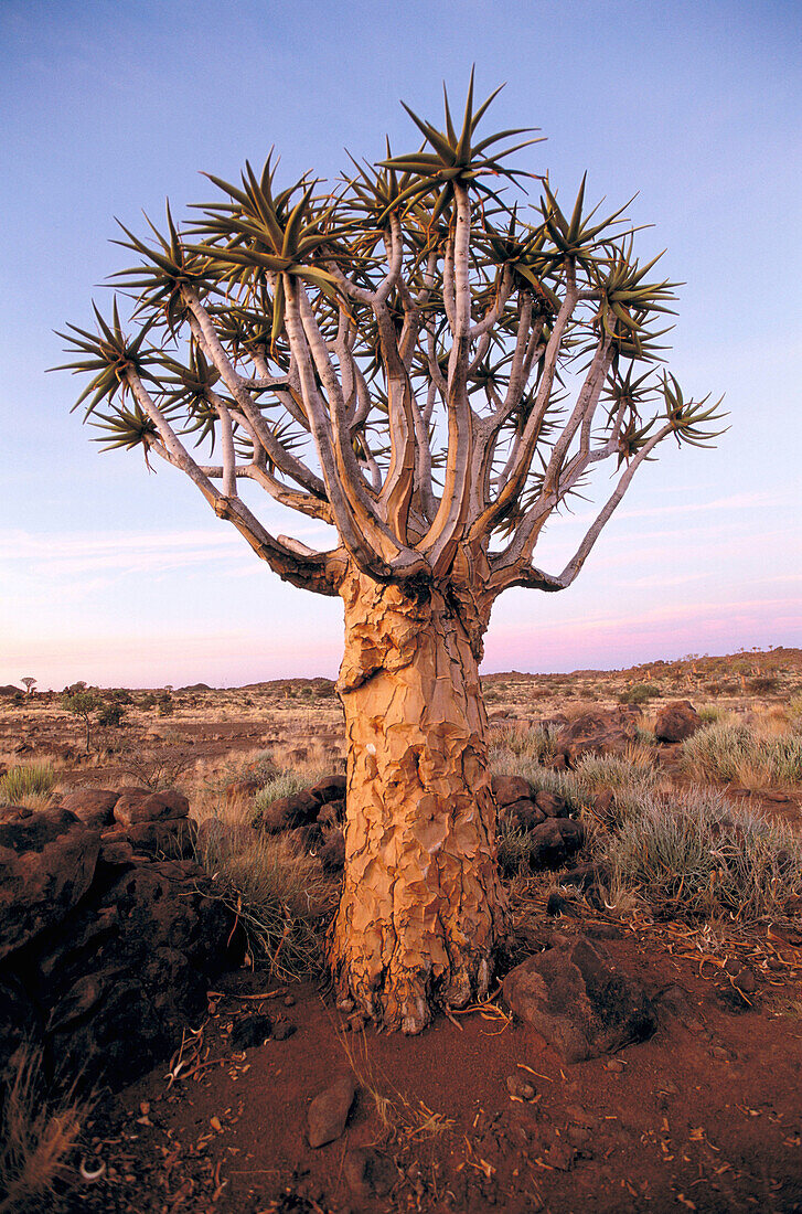 Kokerboom or quiver tree (Aloe dichotoma). Keetmanshoop, Namibia