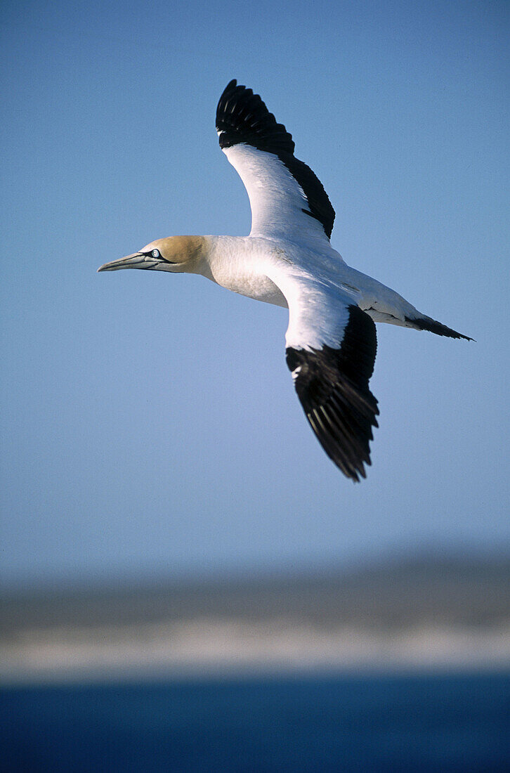 Flying Cape Gannet (Sula capensis). Bird Island, Lamberts Bay. South Africa