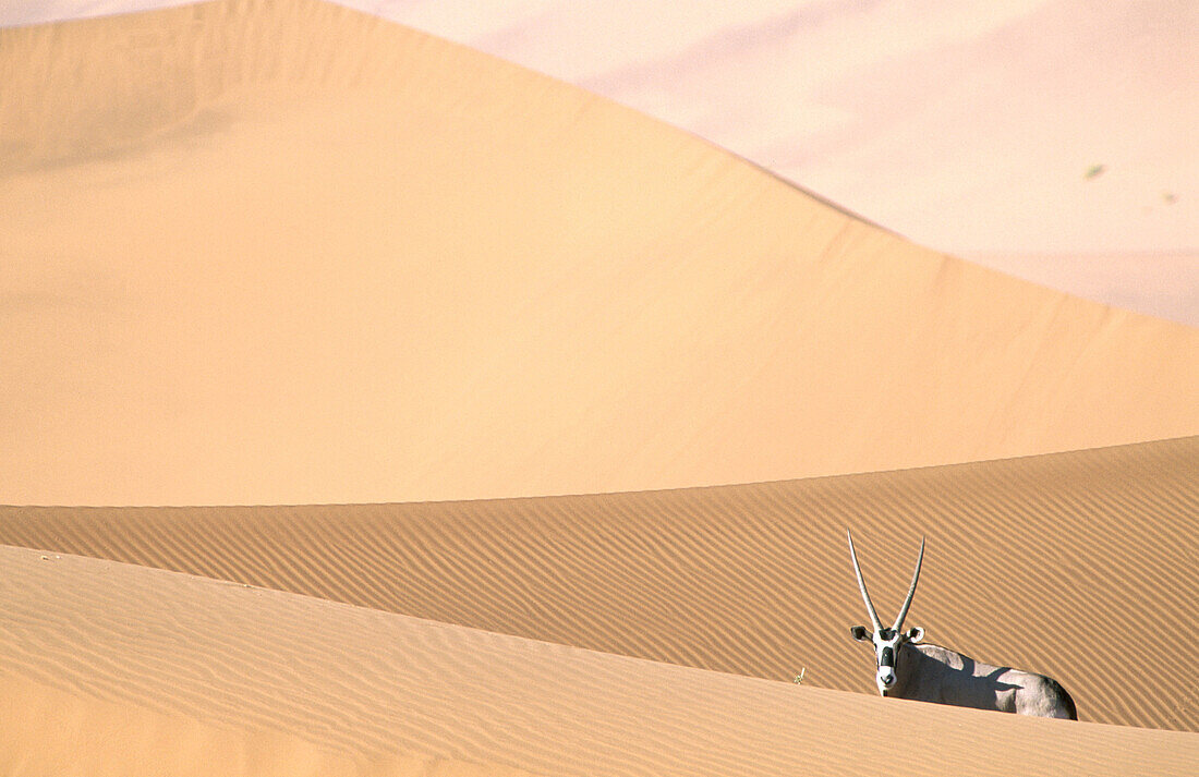 Oryx (Oryx gazella) in the desert dunes of Namib-Naukluft National Park. Namibia