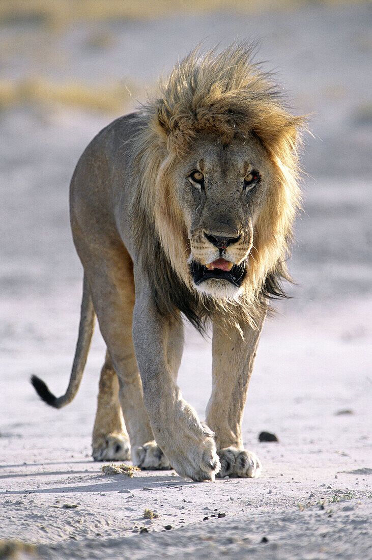 Male Lion (Panthera leo). Etosha National Park. Namibia